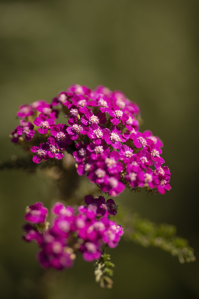 Pink Something Somethings, Lambert Park, Strathmore, AB, 2022-08-16