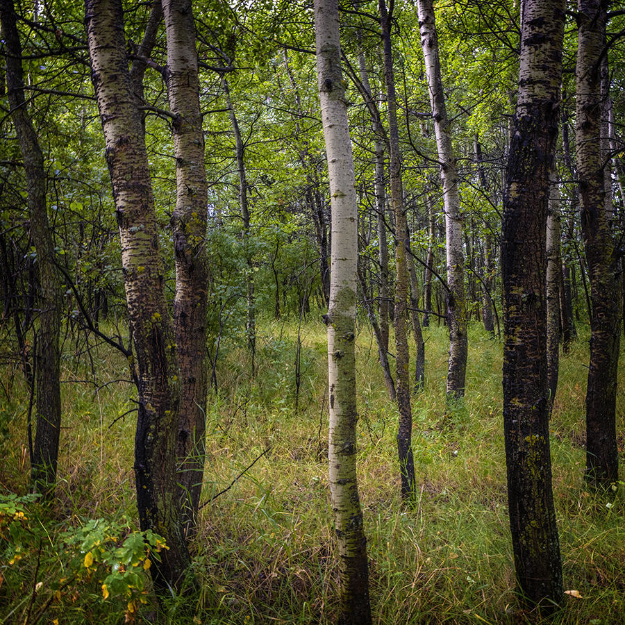 Sneaking Off the Path, Telford Lake Trails, Leduc, Alberta, 2022-08-27