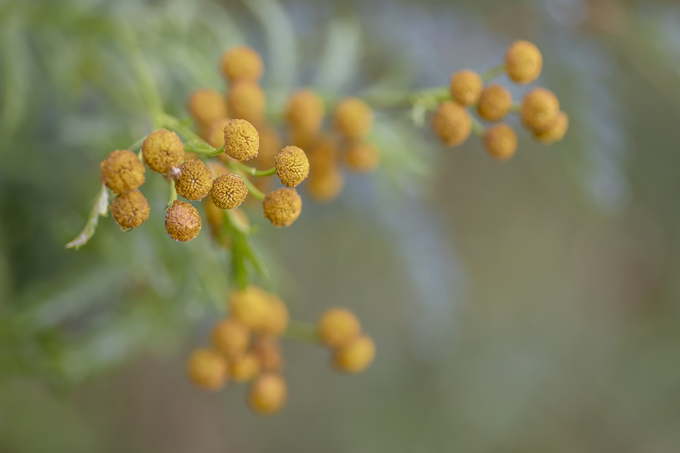 More Yellowy Orange Something Somethings, Telford Lake Trails, Leduc, Alberta, 2022-08-27