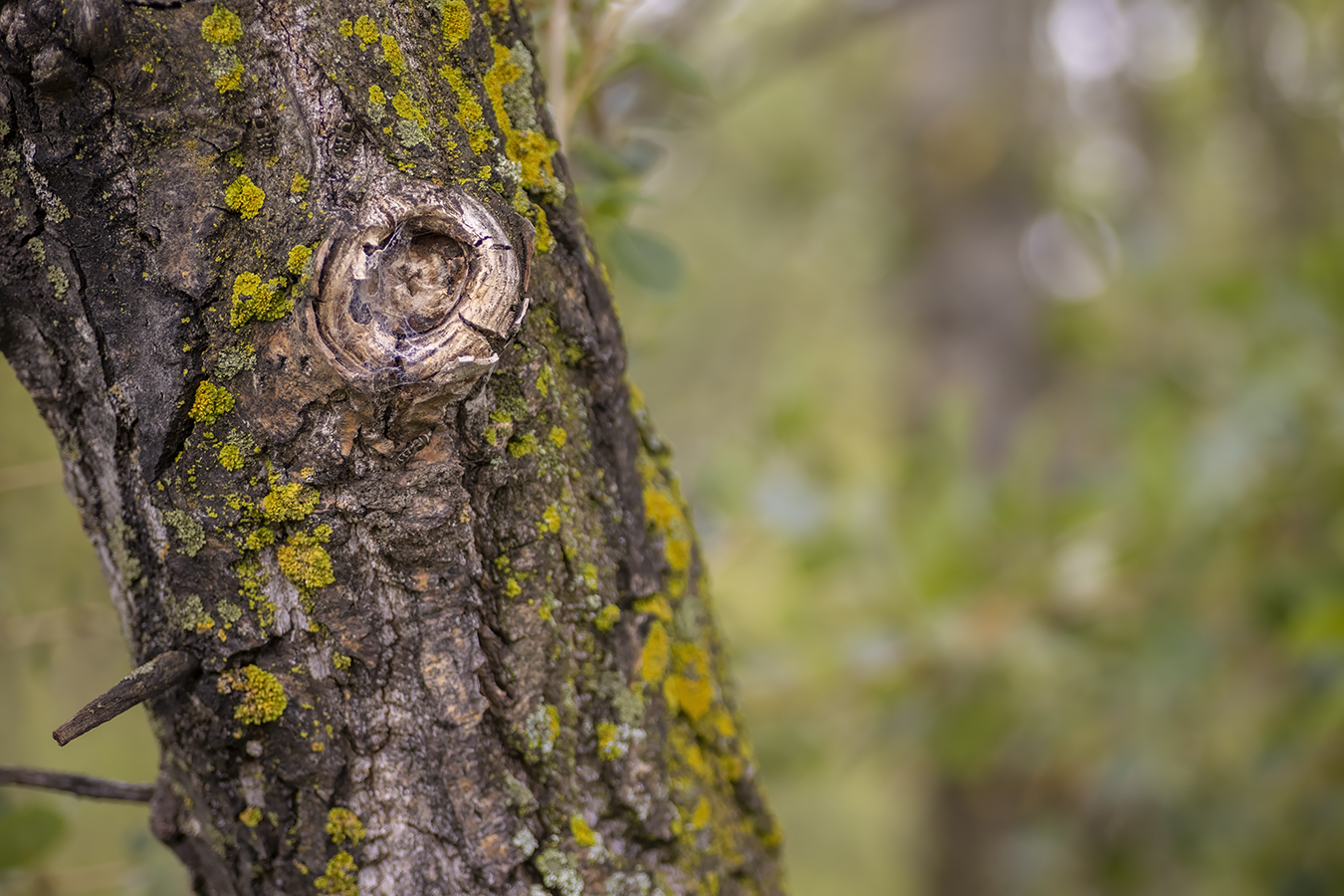 Just Stumping Along the Trail, Telford Lake Trails, Leduc, Alberta, 2022-08-27