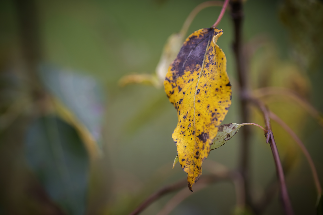 Old Yeller, Telford Lake Trails, Leduc, Alberta, 2022-08-27