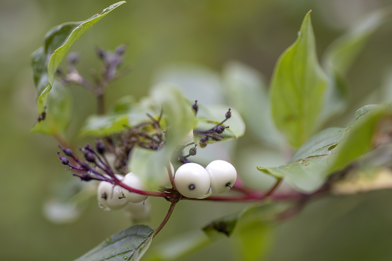White Berries, Telford Lake Trails, Leduc, Alberta, 2022-08-27