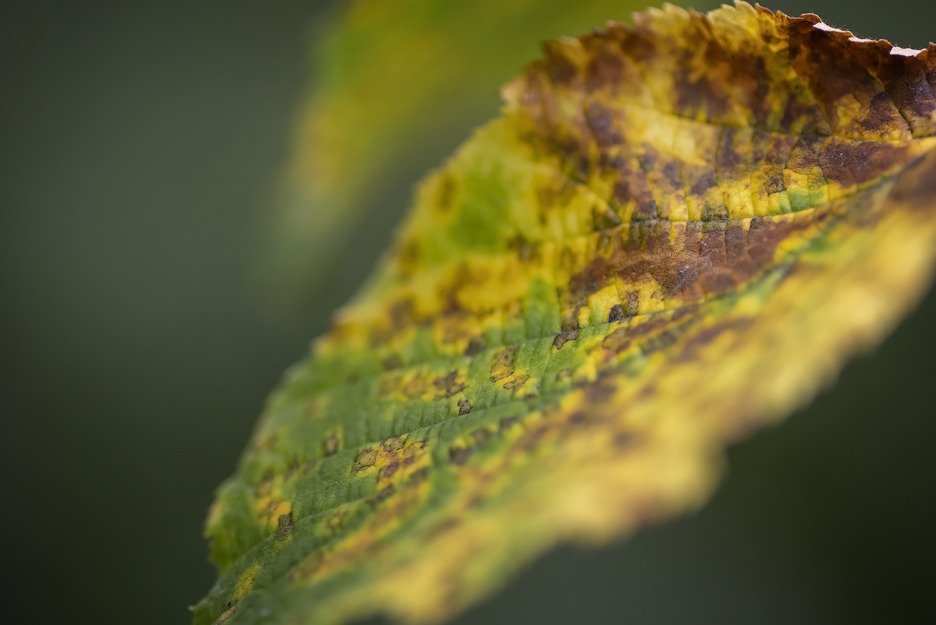 Signs of Fall 1 of 2, Telford Lake Trails, Leduc, Alberta, 2022-08-27