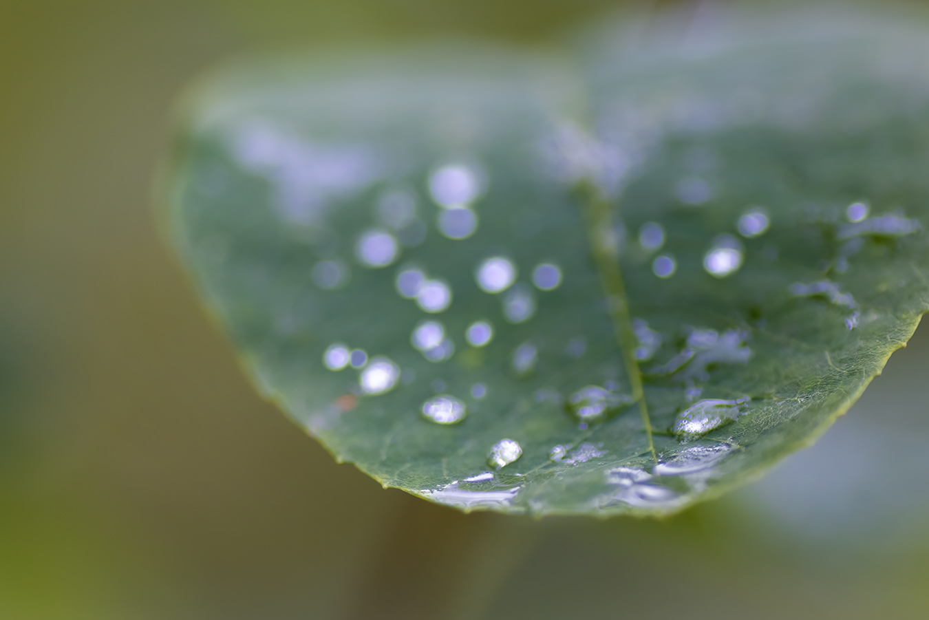 Collected Rain Water, Telford Lake Trails, Leduc, Alberta, 2022-08-27