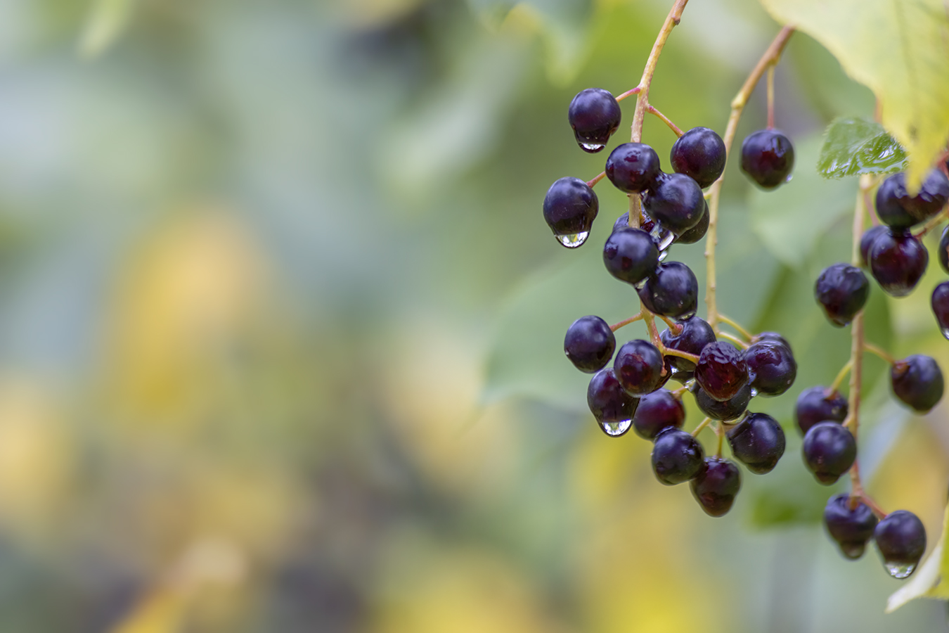 Berry Nice to Meet You, Telford Lake Trails, Leduc, Alberta, 2022-08-27