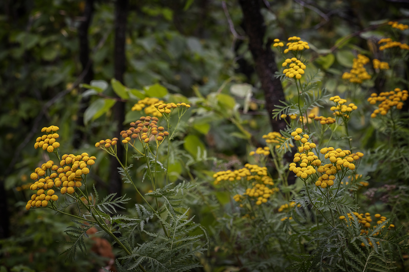 Yellow Something Somethings, Telford Lake Trails, Leduc, Alberta, 2022-08-27