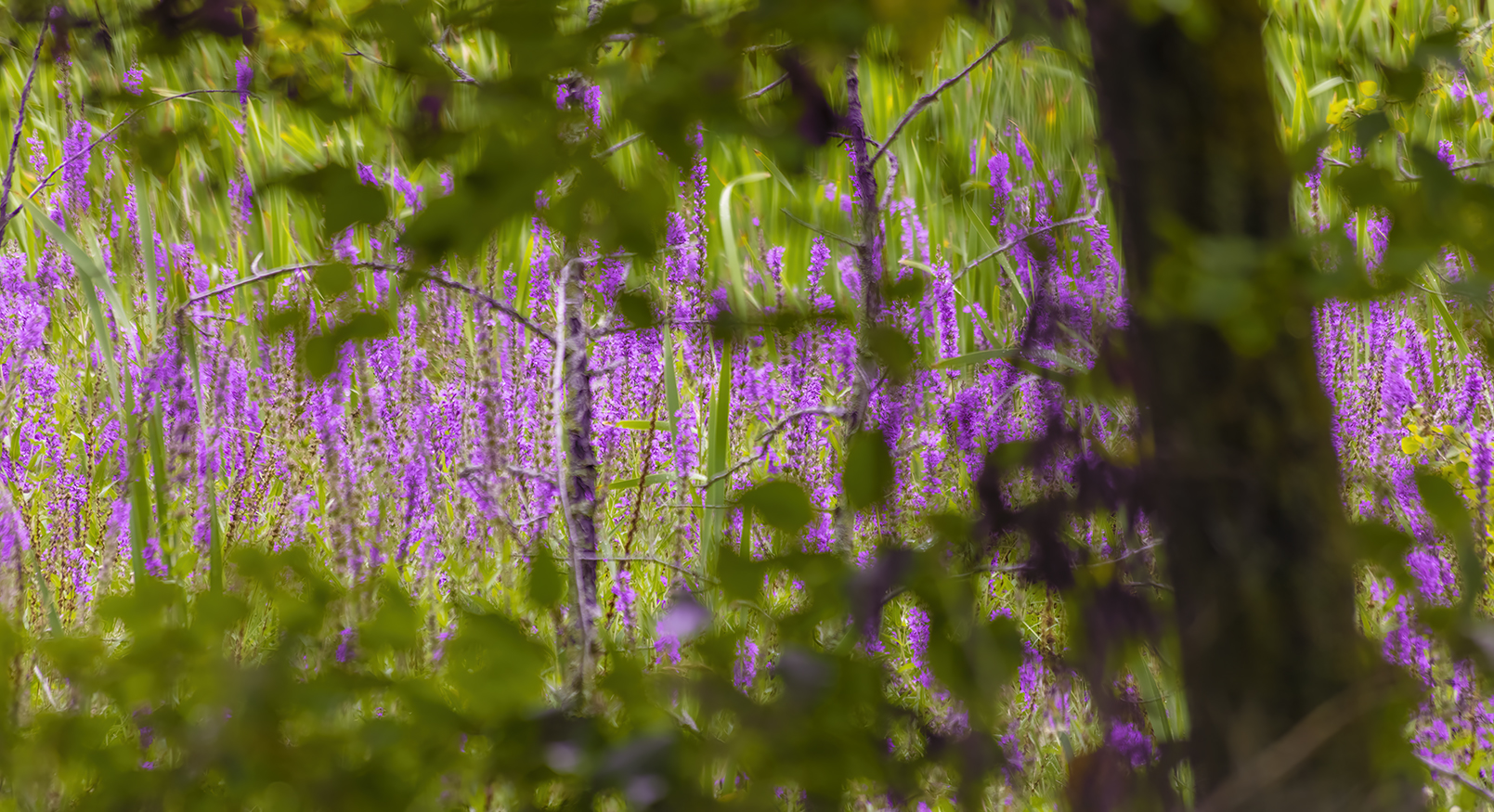 Photographic Purple Nurple, Telford Lake Trails, Leduc, Alberta, 2022-08-27