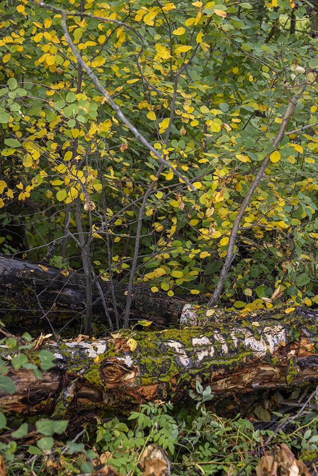 Signs of Fall 2 of 2, Telford Lake Trails, Leduc, Alberta, 2022-08-27