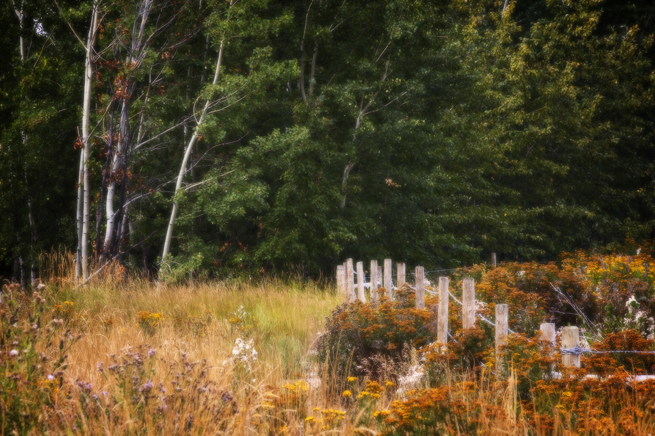 Fenced Off, Telford Lake Trails, Leduc, Alberta, 2022-08-27