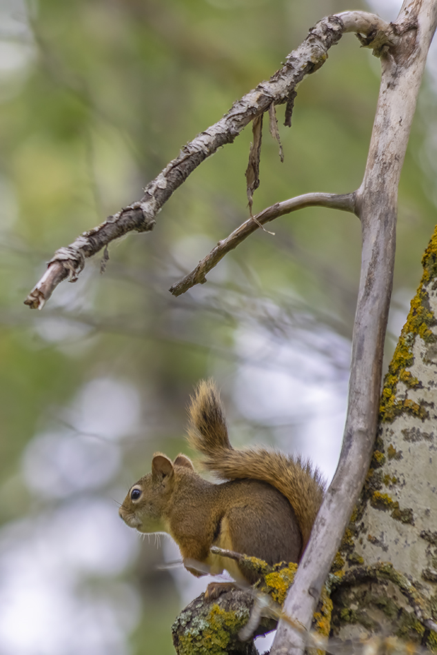 Giving the Squirrel a Whirl, Telford Lake Trails, Leduc, Alberta, 2022-08-27