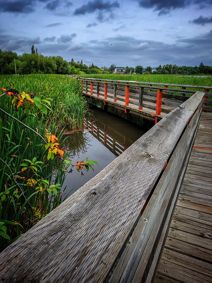 Turn for the Better, Boardwalk, Telford Lake Trails, Leduc, Alberta, 2022-08-27