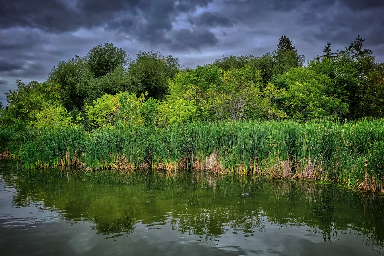 Healthy Marsh Reeds, Telford Lake Trails, Leduc, Alberta, 2022-08-27