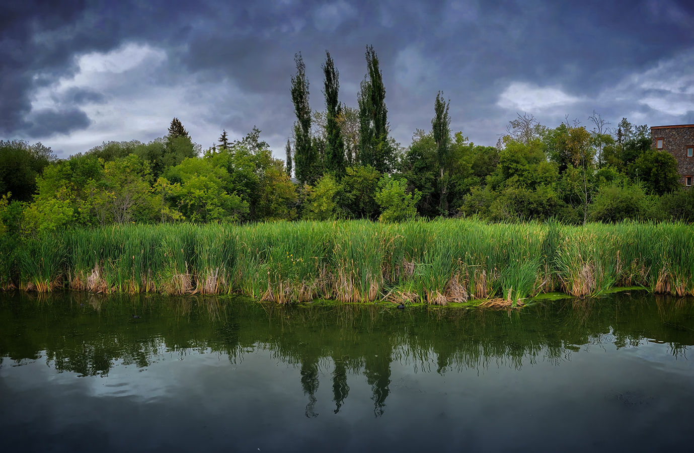 Marsh Reeds Reflected, Telford Lake Trails, Leduc, Alberta, 2022-08-27