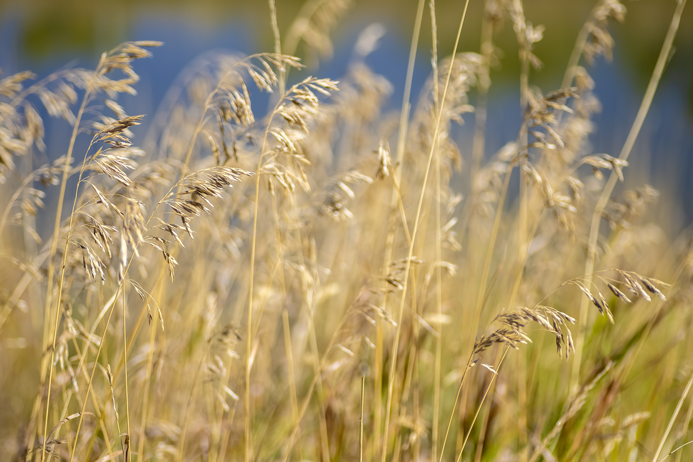 Gone to Seed, Irrigation Canal Near Gray Park, Strathmore, Alberta, 2022-09-26