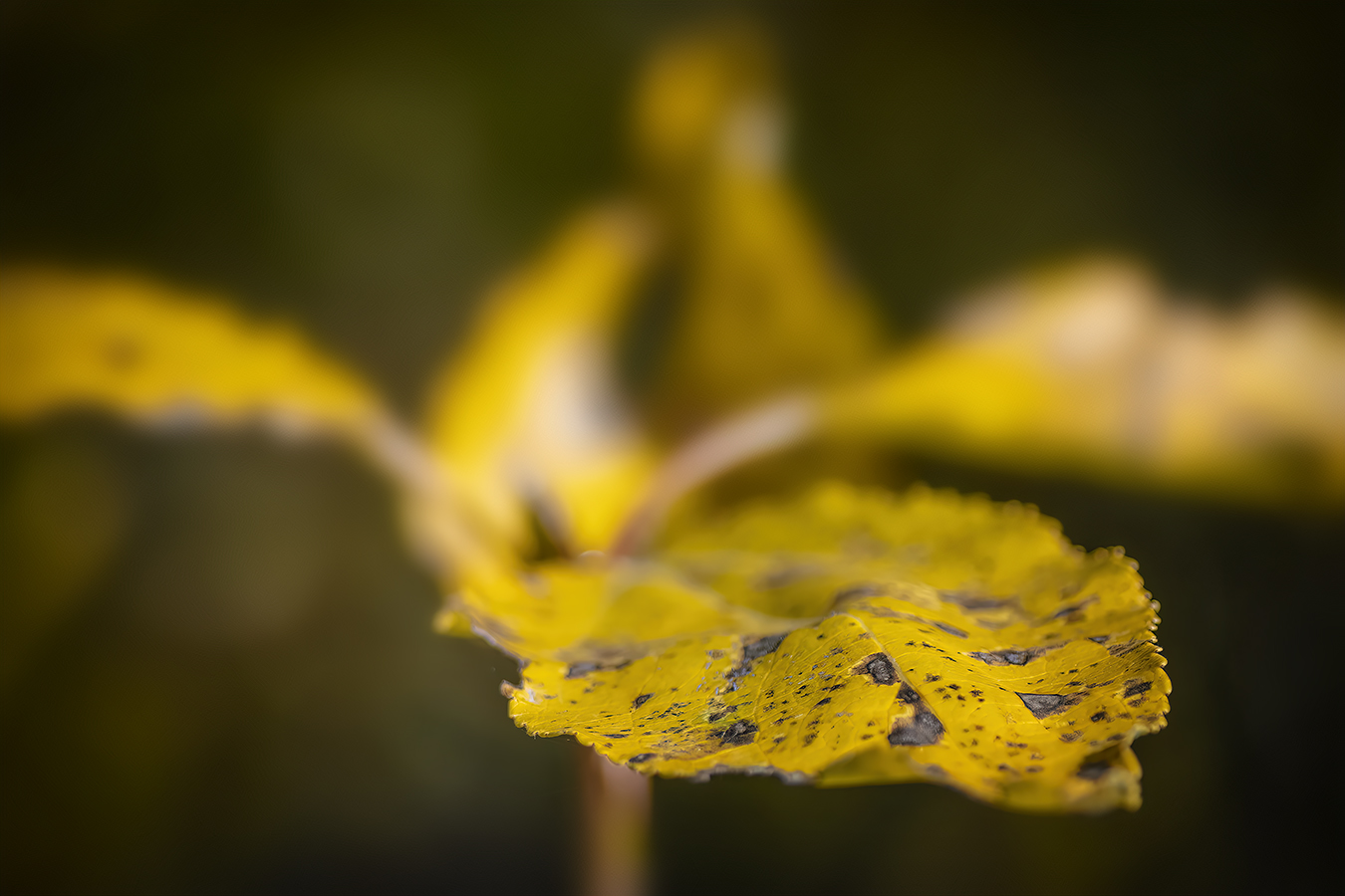 She extended a wrinkled hand, Leaves, Gray Park, Strathmore, Alberta, 2022-09-26