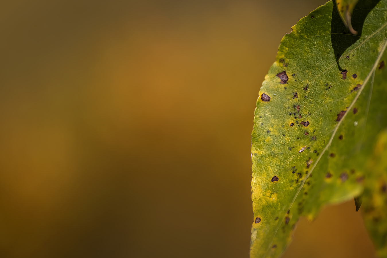 Fetch the wrinkle cream, Leaves, Gray Park, Strathmore, Alberta, 2022-09-26