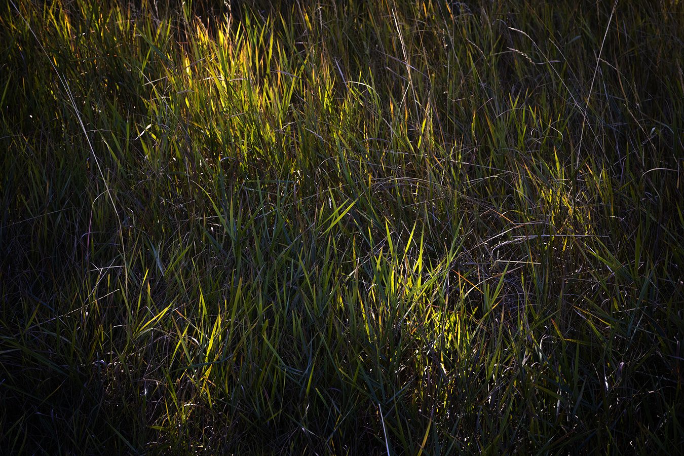 A Kiss of Sunlight, Near Tom Sadler Bridge, Strathmore, Alberta, 2022-09-26
