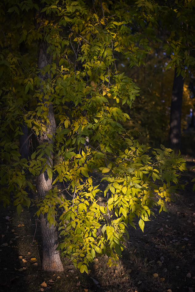 Off the path, Kinsmen Lake, Strathmore, Alberta, 2022-09-27
