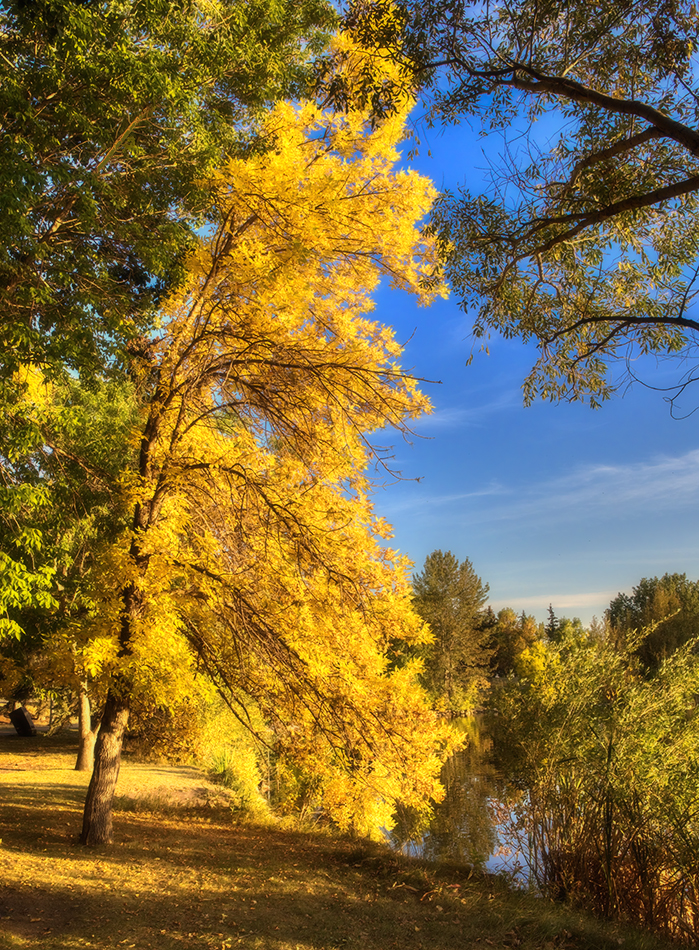 I blinked and it was yellow, Kinsmen Lake, Strathmore, Alberta, 2022-09-27