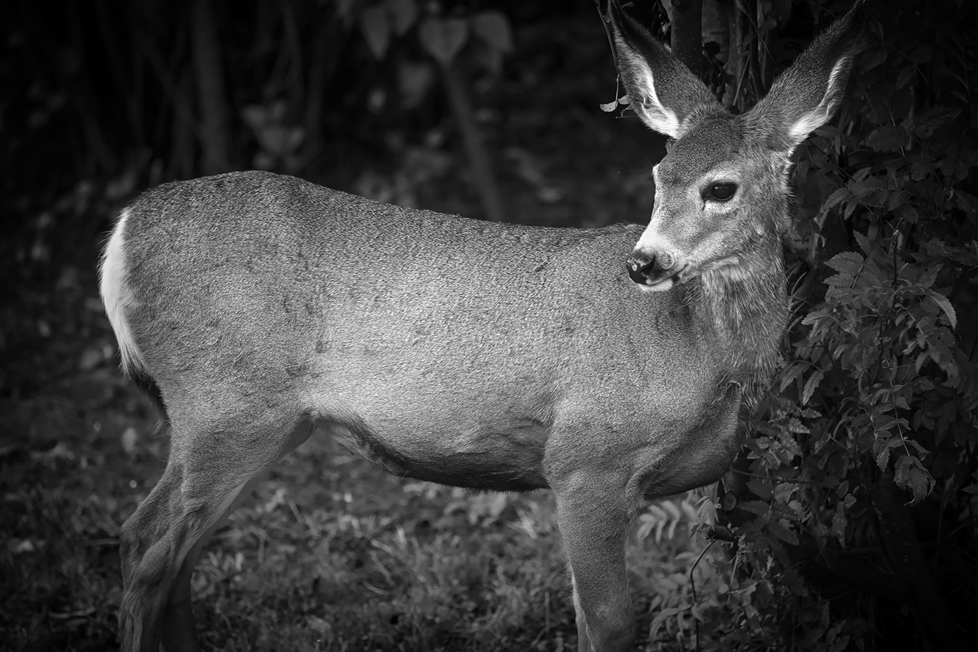 Deer Caught in the Yard Lights, Thornbriar Green, Strathmore, AB, 2022-10-02