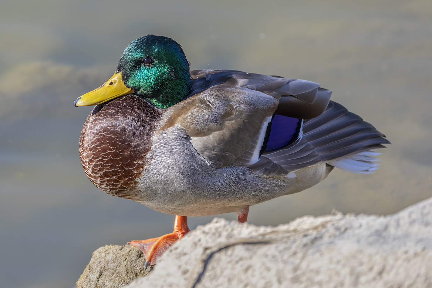 Cautious mallard, Irrigation Canal, Strathmore, Alberta, 2022-10-03
