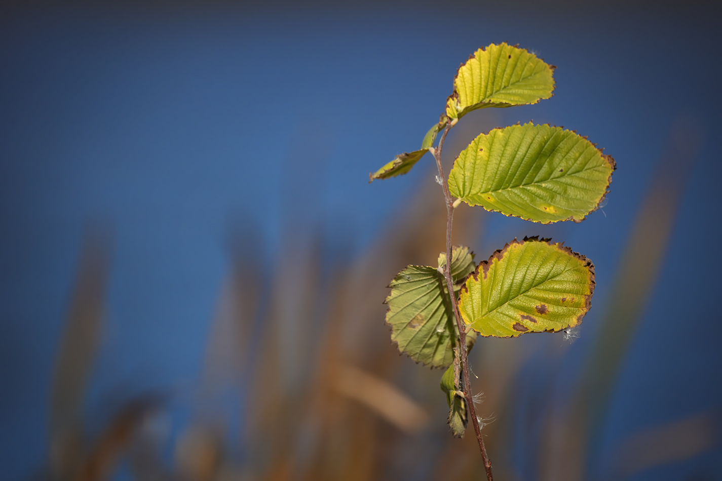 Fading Leaves by Marsh Reeds, Gray Pond, Strathmore, AB, 2022-10-04