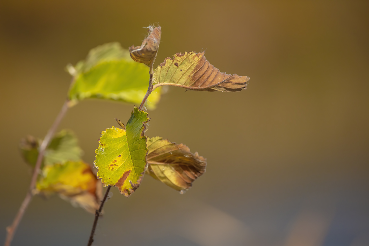 Dying with Dignity, Leaves, Gray Pond, Strathmore, AB, 2022-10-04