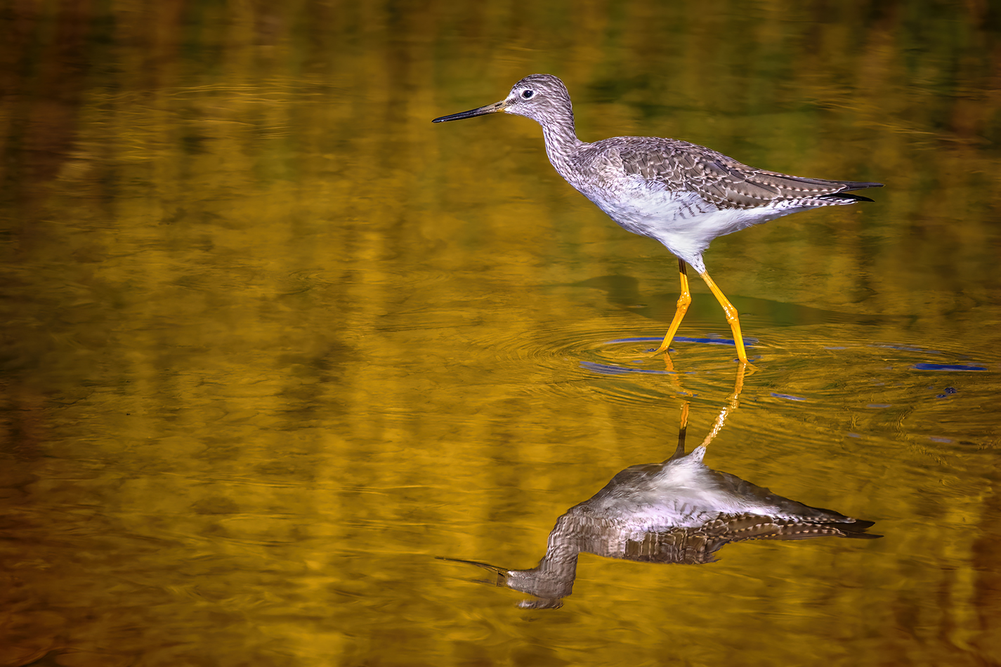 Greater Yellowlegs Strutting, Irrigation Canal, Strathmore, AB, 2022-10-04