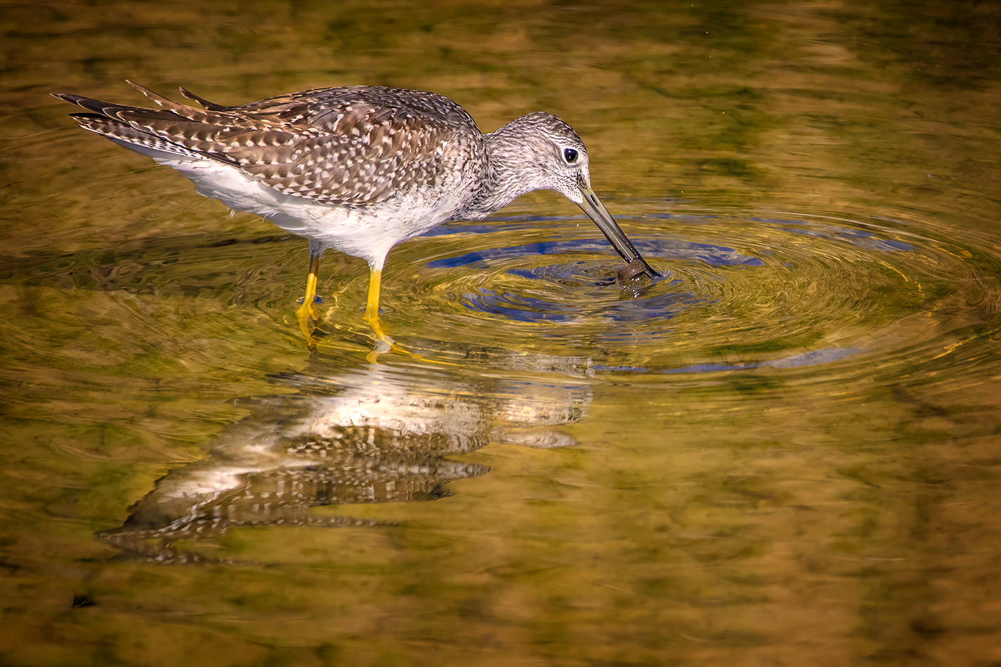 Greater Yellowlegs Fishing for Compliments, Irrigation Canal, Strathmore, AB, 2022-10-04