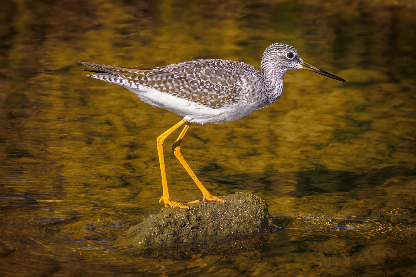 Greater Yellowlegs Perched on Mud, Irrigation Canal, Strathmore, AB, 2022-10-04