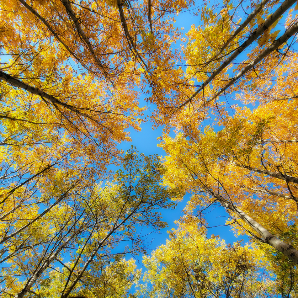 Crowning Achievement, Gray Park, Strathmore, AB, 2022-10-04