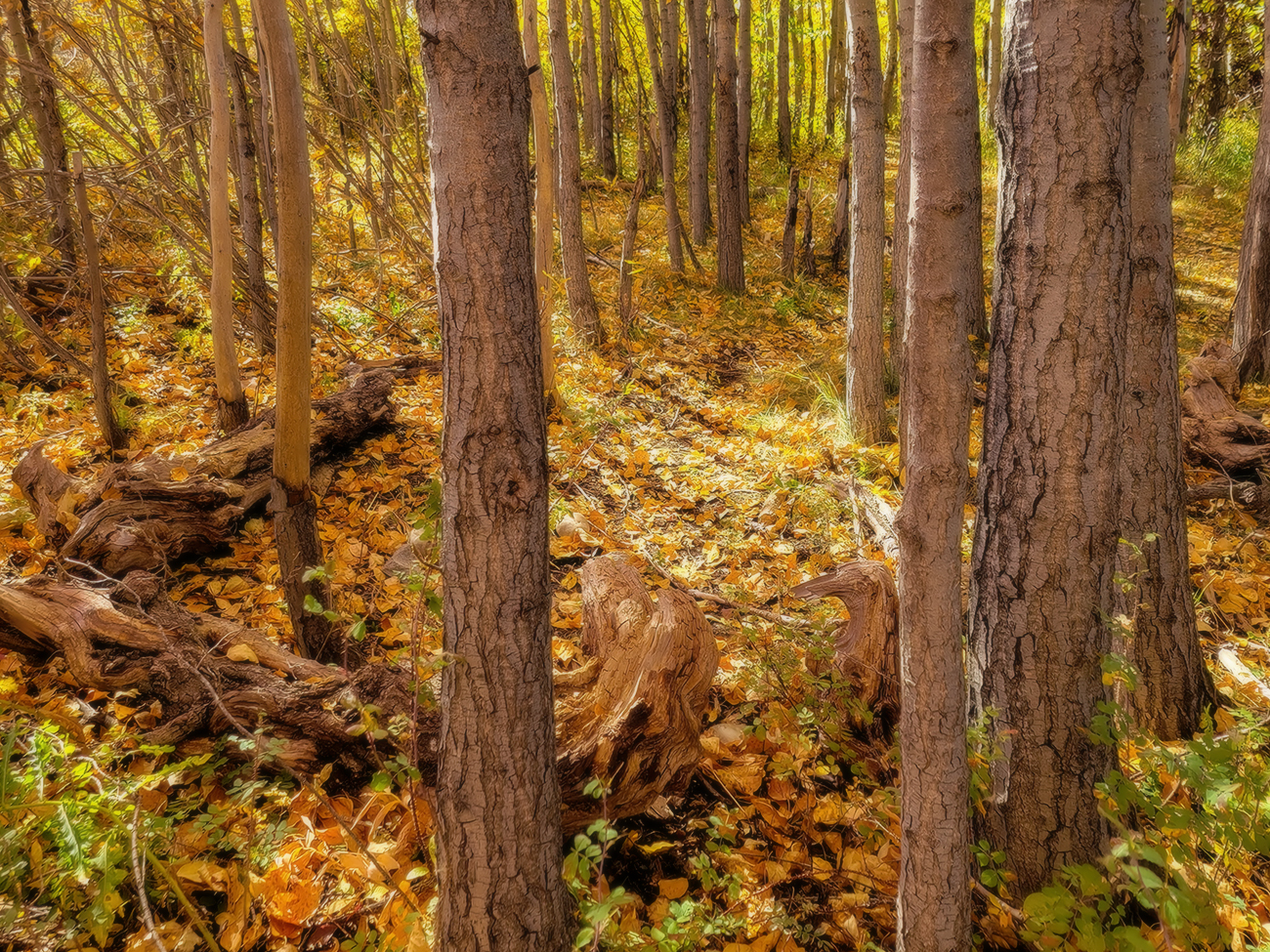Standing Amongst The Fallen, Gray Park, Strathmore, AB, 2022-10-04