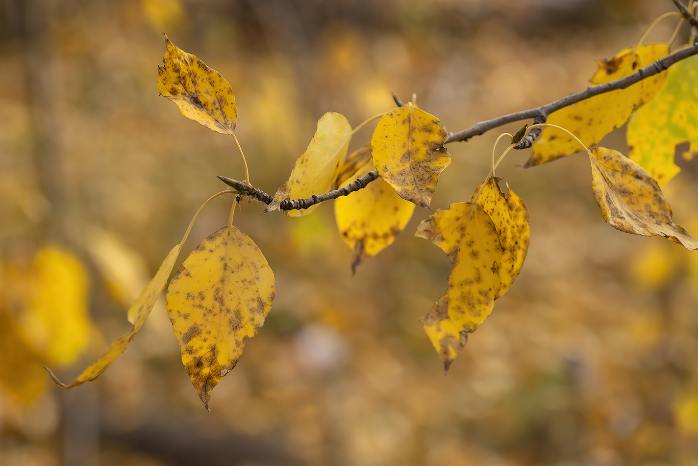 Leaving for the Season 01, Gray Park, Strathmore, AB, 2022-10-05