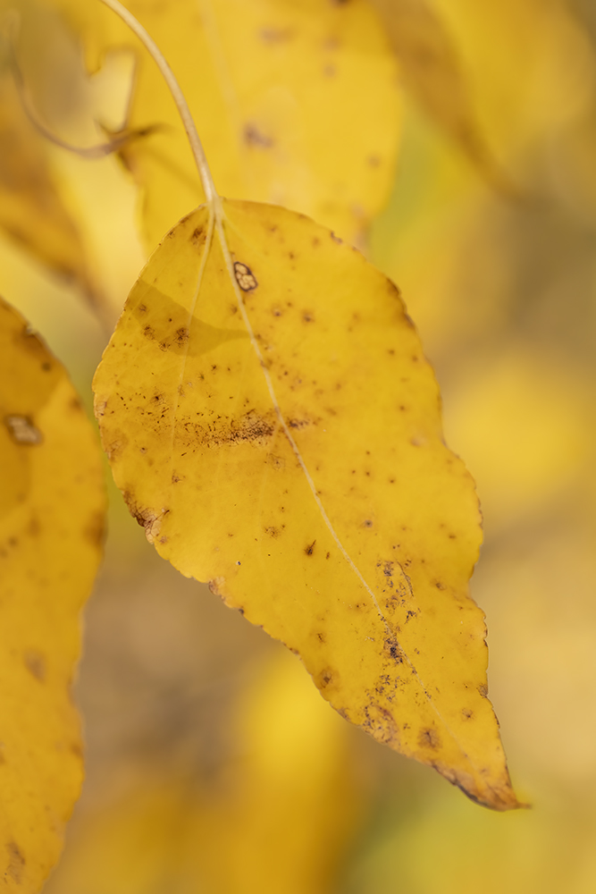 Old Yeller, Gray Park, Strathmore, AB, 2022-10-05