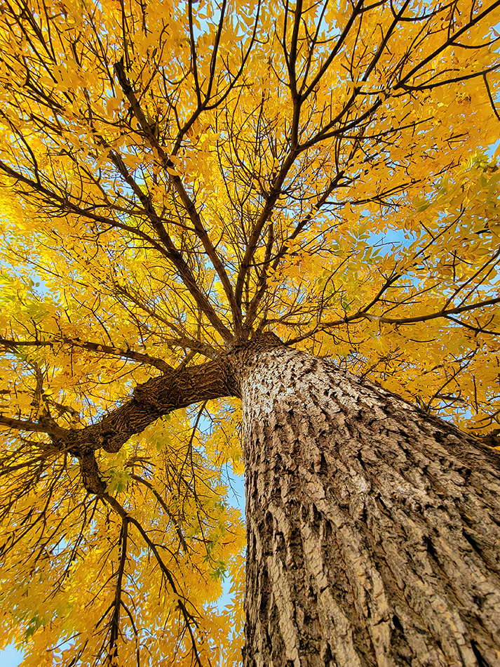 Looking Up, Thornbriar Green Park, Strathmore, AB, 2022-10-05