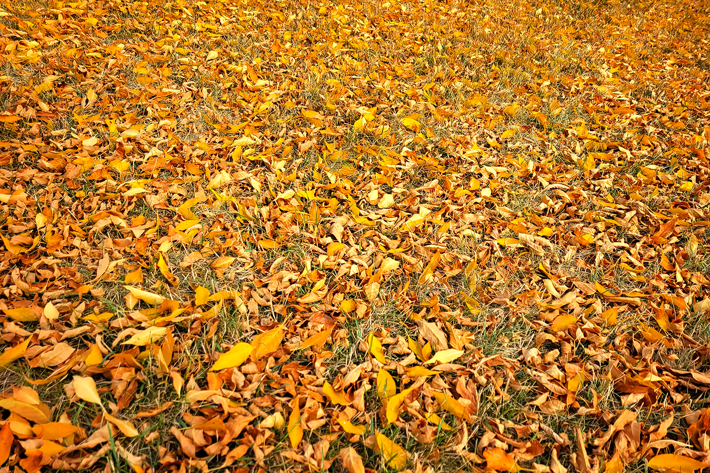 Leaving It Be, Thornbriar Green Park, Strathmore, AB, 2022-10-05