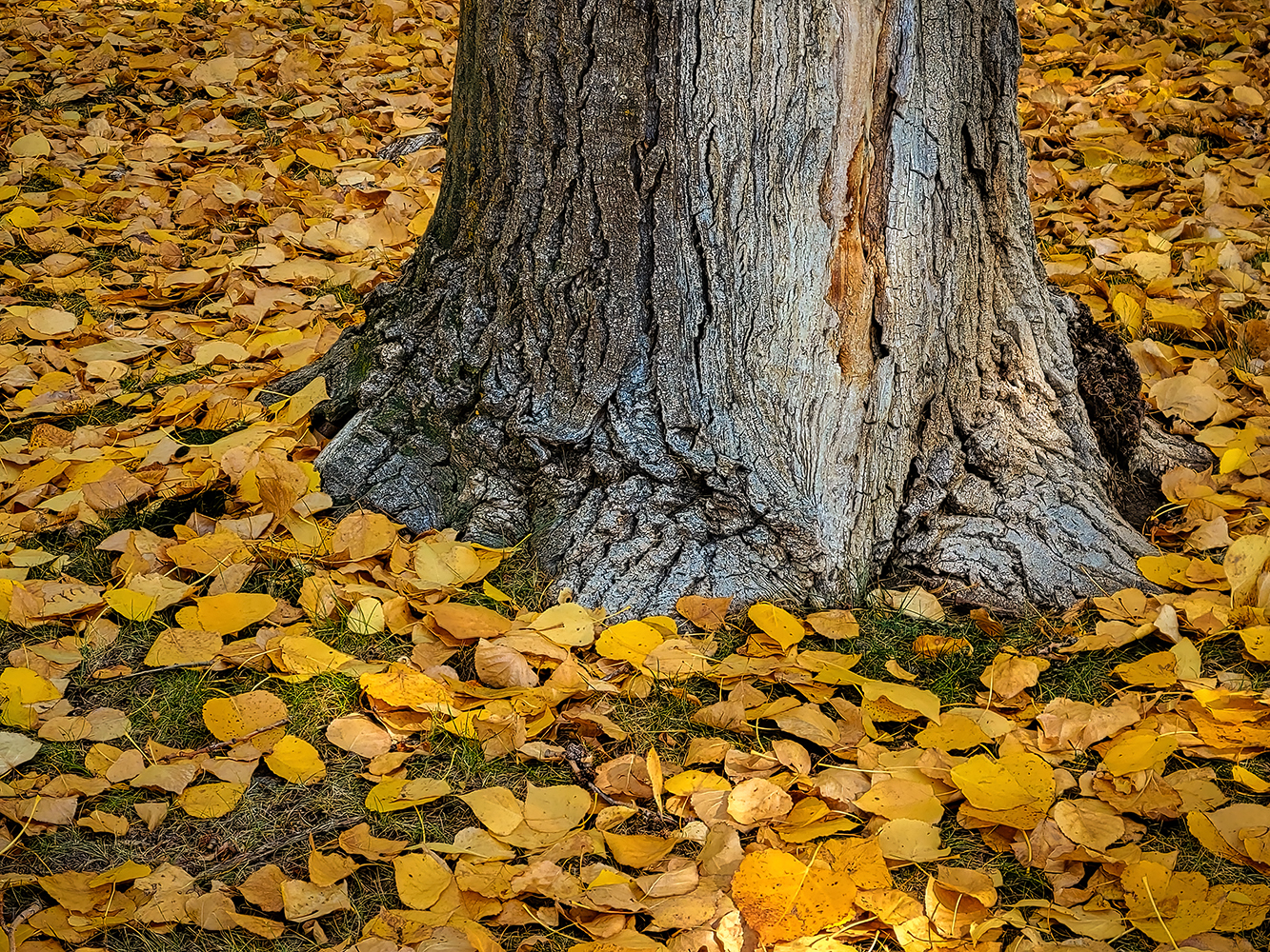 Trees Are Litterbugs, Kinsmen Park, Strathmore, AB, 2022-10-06