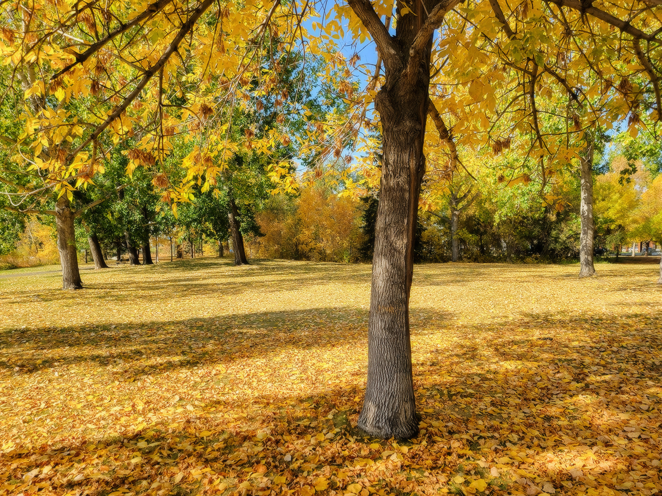 Brand New Carpet, Kinsmen Park, Strathmore, AB, 2022-10-06