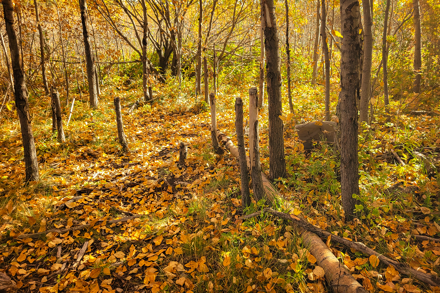 Halflings, Gray Park, Strathmore, AB, 2022-10-05
