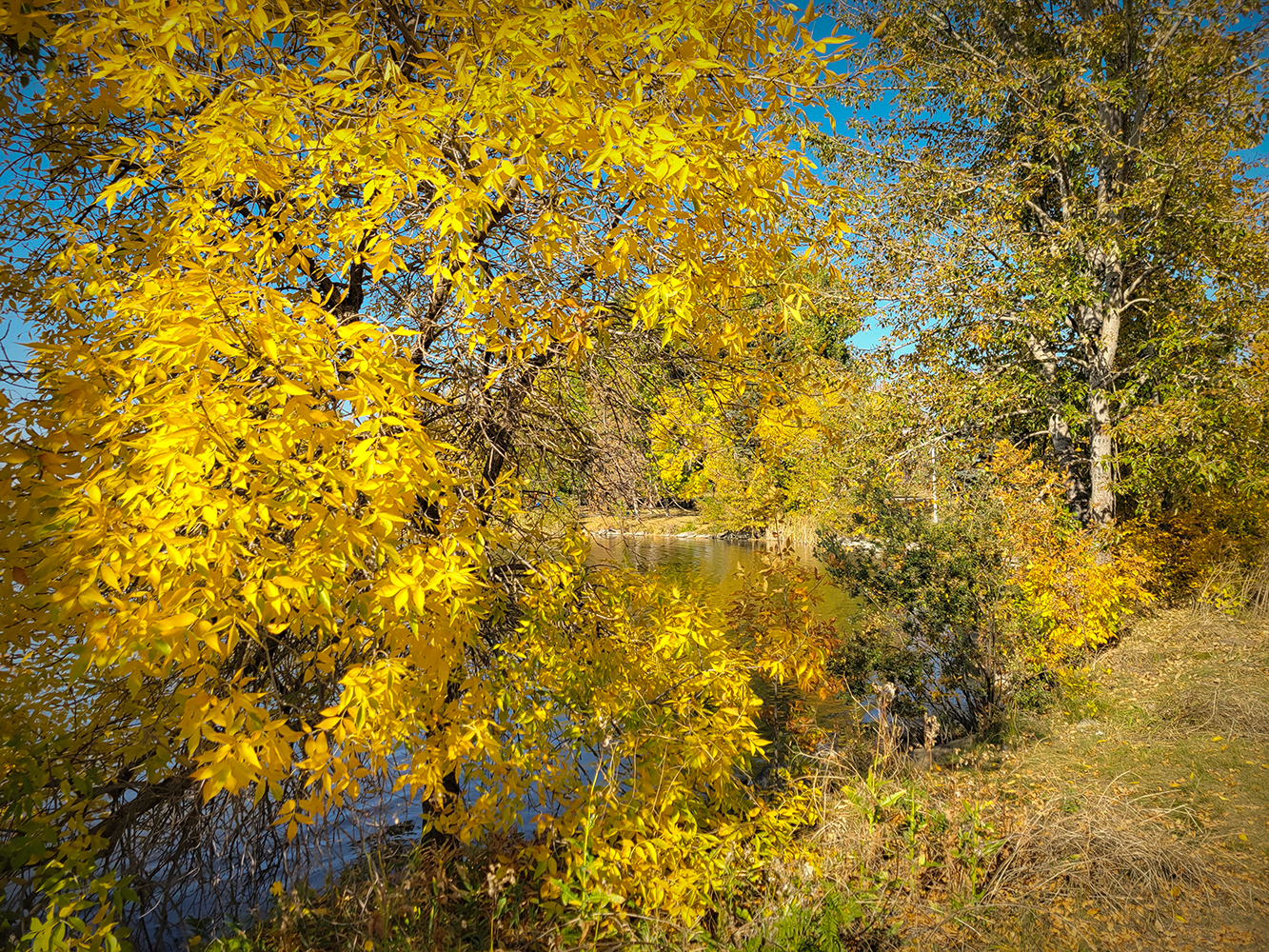 More from the Shore, Kinsmen Park, Strathmore, AB, 2022-10-06