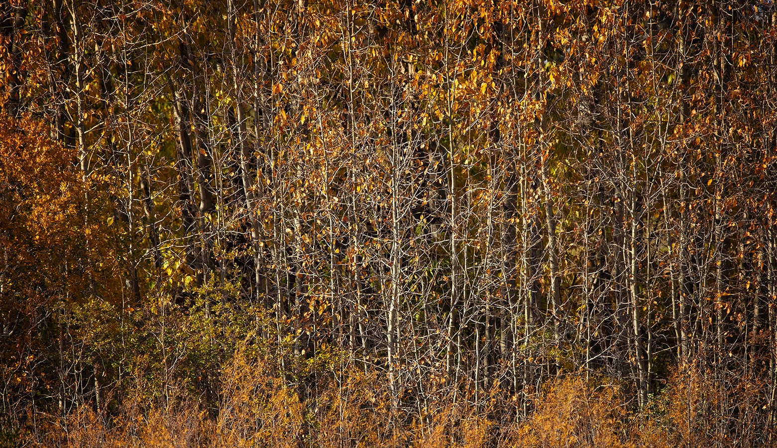 Haff Nekkid, Gray Park, Strathmore, AB, 2022-10-07