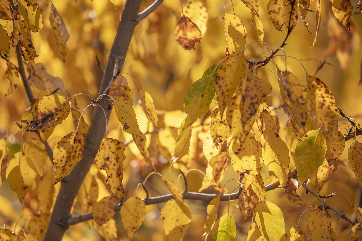 A Bit of Texture, Gray Park, Strathmore, AB, 2022-10-12