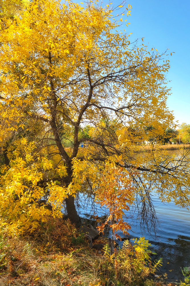 Blue and Gold, Portrait, Kinsmen Park, Strathmore, AB, 2022-10-06