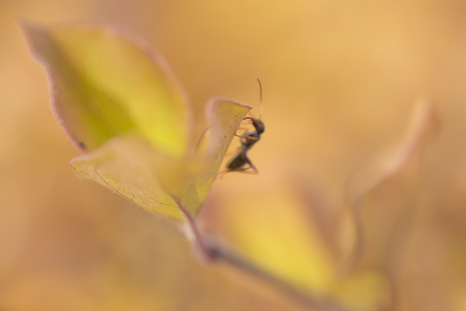 The Littlest Photo Bomber, My Front Yard, Strathmore, AB, 2022-10-12