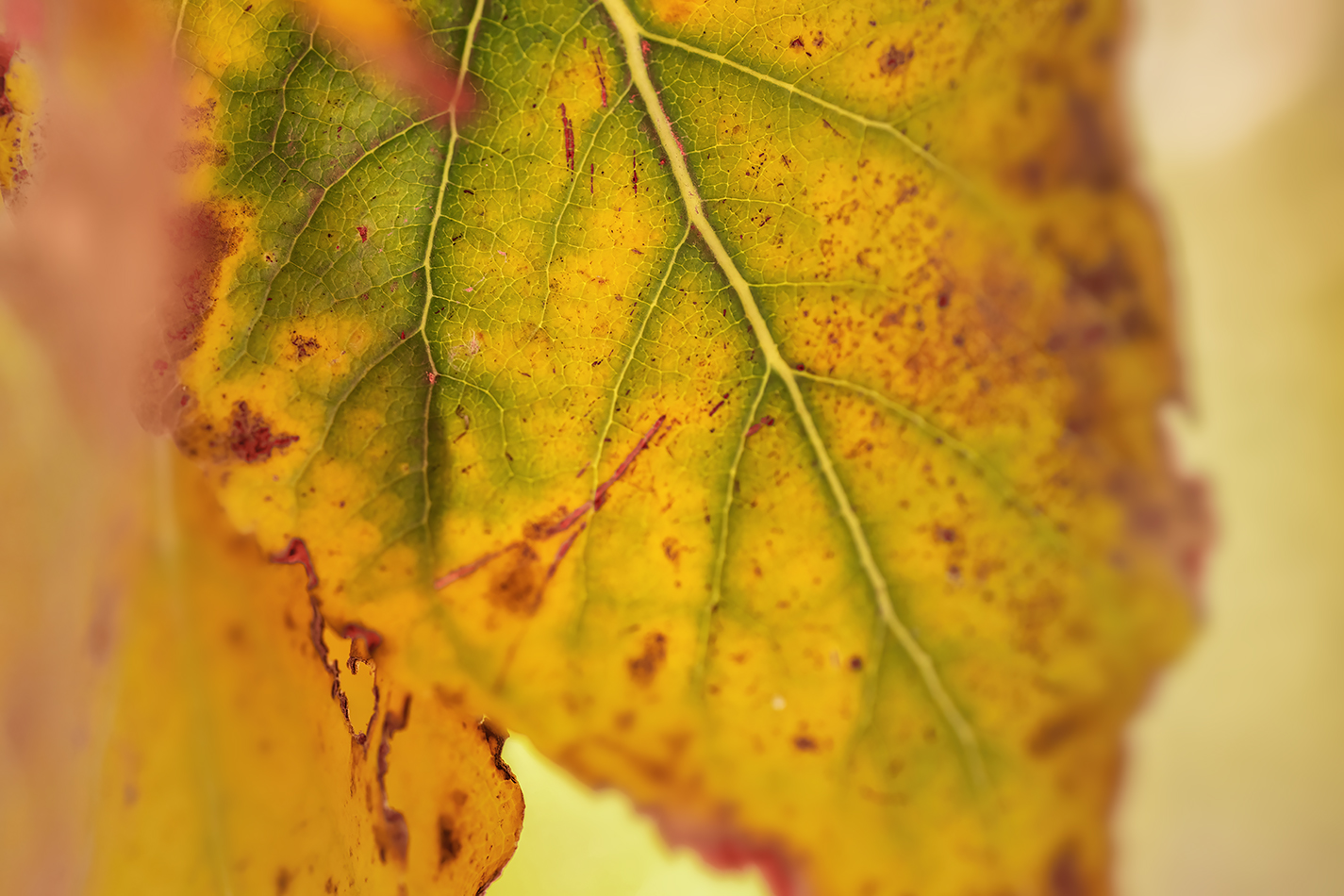 Age Spots, Gray Park, Strathmore, AB, 2022-10-12
