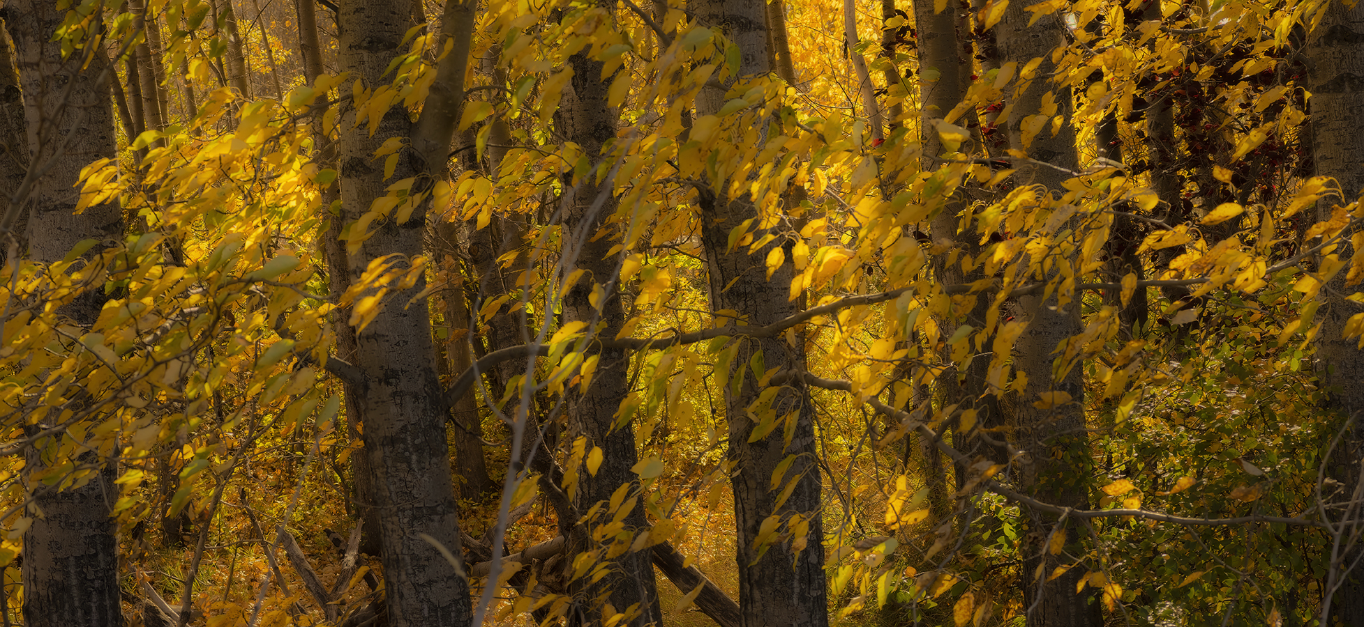 Not Quite El Dorado, Gray Park, Strathmore, AB, 2022-10-12