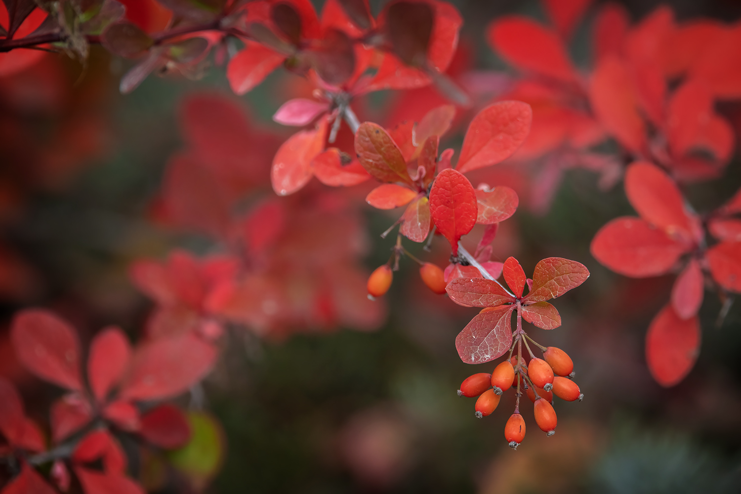 Red Berries for Fall, Strath Path, Strathmore, AB, 2022-10-14