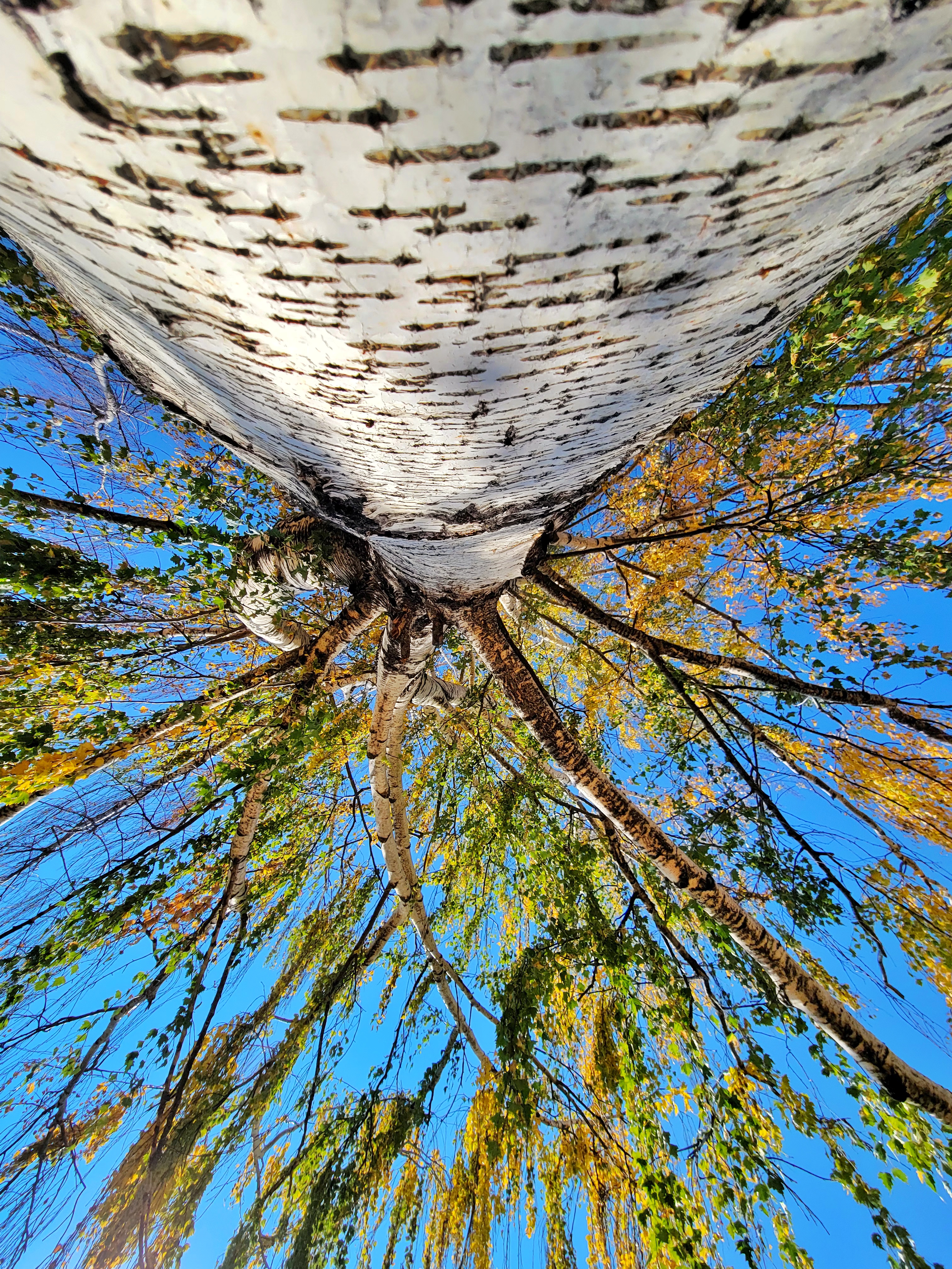 Tree with elm disease