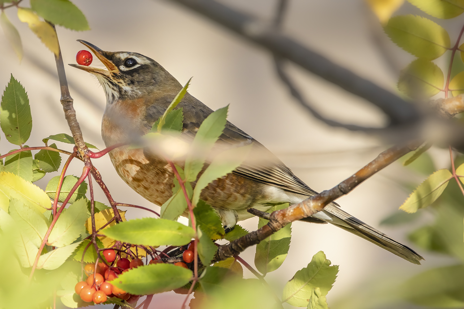 Robin Eating Berry in Mountain Ash 01, My Back Yard, Strathmore, AB, 2022-10-16