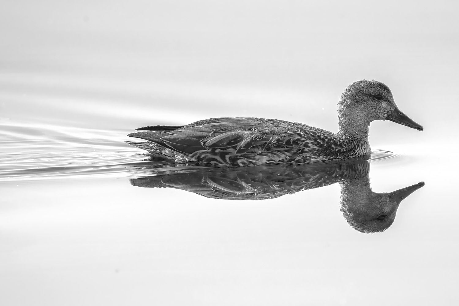 Mallard In High Key, Gray Pond, Strathmore, AB, 2022-10-17